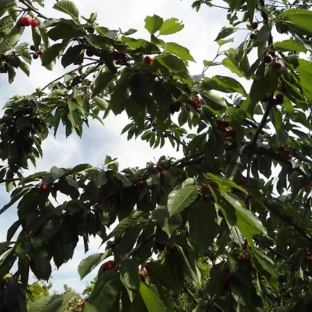 아파트 With Parking Space - 12721 *