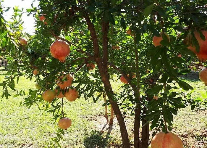 With Parking Space - 12721 Apartman Vodice