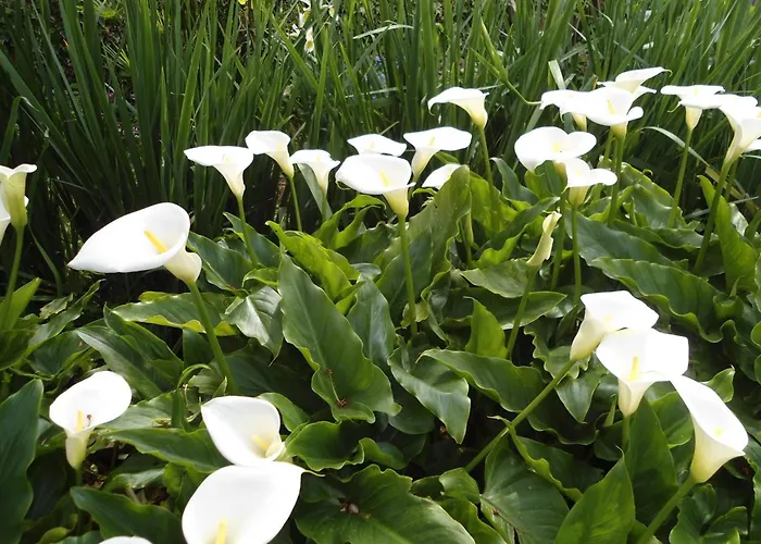 Apartman With Parking Space - 12721